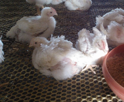 �A���ί��ټ�θ�׵���Чˎ---�����c��